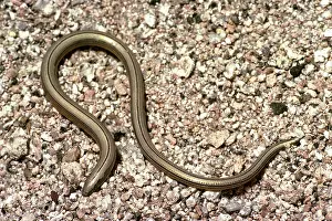 Pulchra: California Legless Lizard