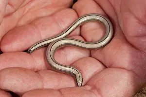 Luis: California Legless Lizard