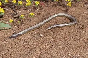 Luis: California Legless Lizard