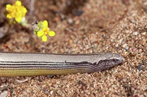 Luis: California Legless Lizard