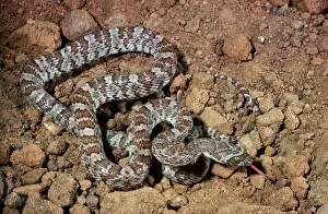 Lyre: California Lyre Snake