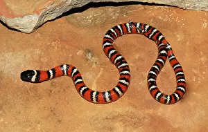 Kingsnake: California Mountain Kingsnake