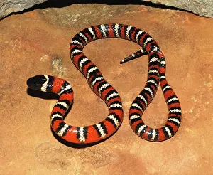 Kingsnake: California Mountain Kingsnake