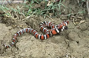 Kingsnake: California Mountain Kingsnake