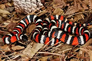 Patterned: California Mountain Kingsnake (Lampropeltis