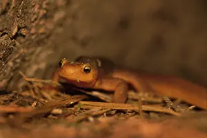Salamandridae: California Newt