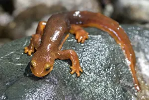 Salamandridae: California Newt