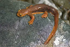 Salamandridae: California Newt