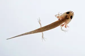 External: California Newt