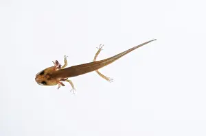 External: California Newt