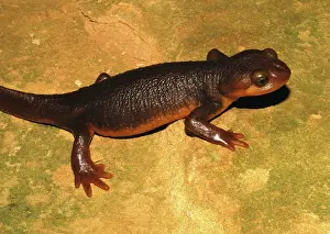 Salamandridae: California Newt (Taricha torosa)