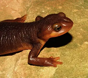 Salamandridae: California Newt (Taricha torosa)