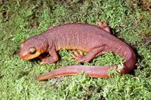 Taricha: California Newt - terrestrial stage