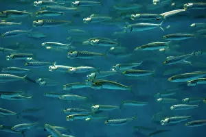 Sardine: California Pilchard / Pacific Sardine