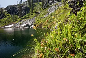 Boggy: California Pitcher Plant - in boggy area