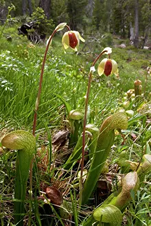 Boggy: California Pitcher Plant - in boggy area
