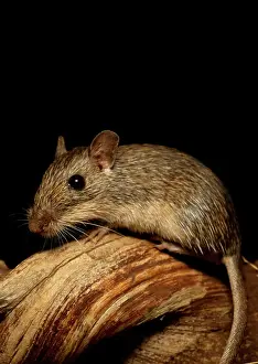 Californicus: California Pocket Mouse