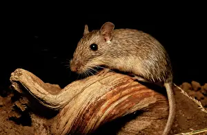 Californicus: California Pocket MOUSE
