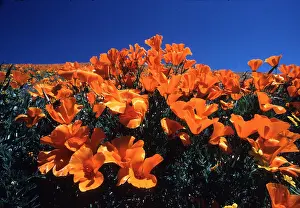 Poppies: CALIFORNIA POPPIES