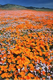 Poppies: CALIFORNIA POPPIES