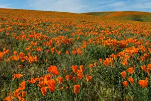 Draws: California poppies cover hills and draws near the