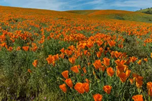Pat And Tom Leeson (new Material): California poppies cover hills and draws near the