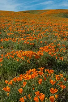 Eschscholzia: California poppies cover the rolling hills near