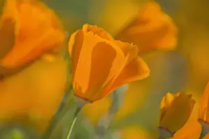 Eschscholzia: California Poppies (Eschscholzia californica). California