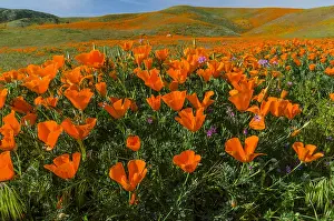 Eschscholzia: California poppies along with a few filaree flowers