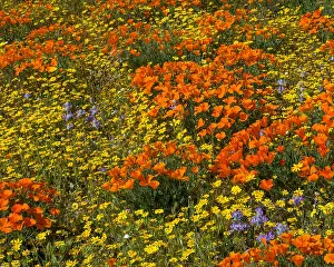 Goldfield: California Poppies, goldfields and thistle sage
