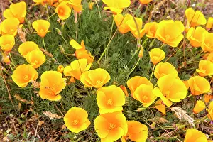 Reyes: California Poppies at Point Reyes National