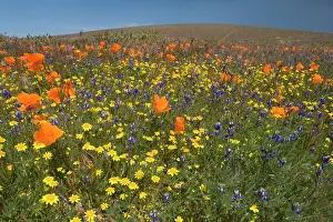 Goldfield: California Poppies and Yellow Goldfields (Lasthenia