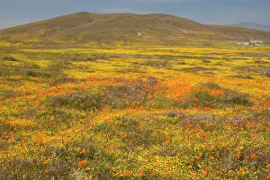 Goldfield: California Poppies and Yellow Goldfields (Lasthenia