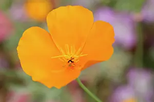 Stamens: California Poppy or Cup of Gold (Eschscholzia californica)