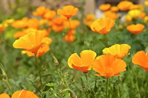Californica: California Poppy (Eschscholzia californica)