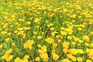 Lasting: California poppy, Eschscholzia californica, flowers