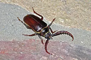 Californicus: California Prionus