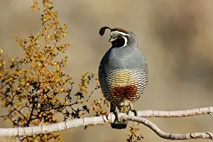 Quails: California Quail