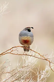 Quails: California Quail