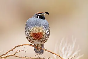 Quails: California Quail