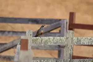 Quails: California quail