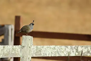 Quails: California quail