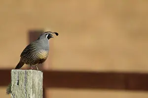 Quails: California quail