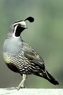 Californica: California Quail