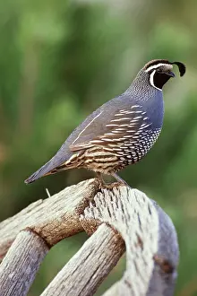 Callipepla: California Quail