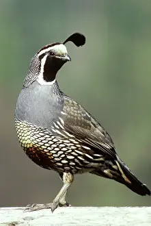 Quails: California Quail