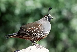 Quails: California Quail