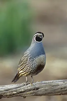 Quails: California Quail