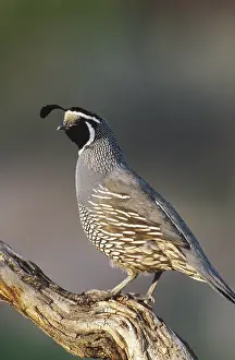 Quails: California Quail