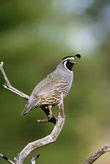 Quail: California Quail